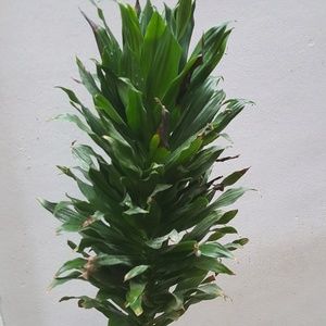 Meet your Posher, Cendy